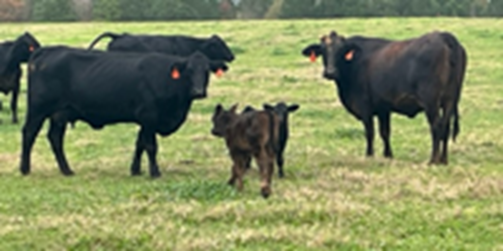 35 Brangus 2nd-Calf Cows w/ 5+ Calves... East TX