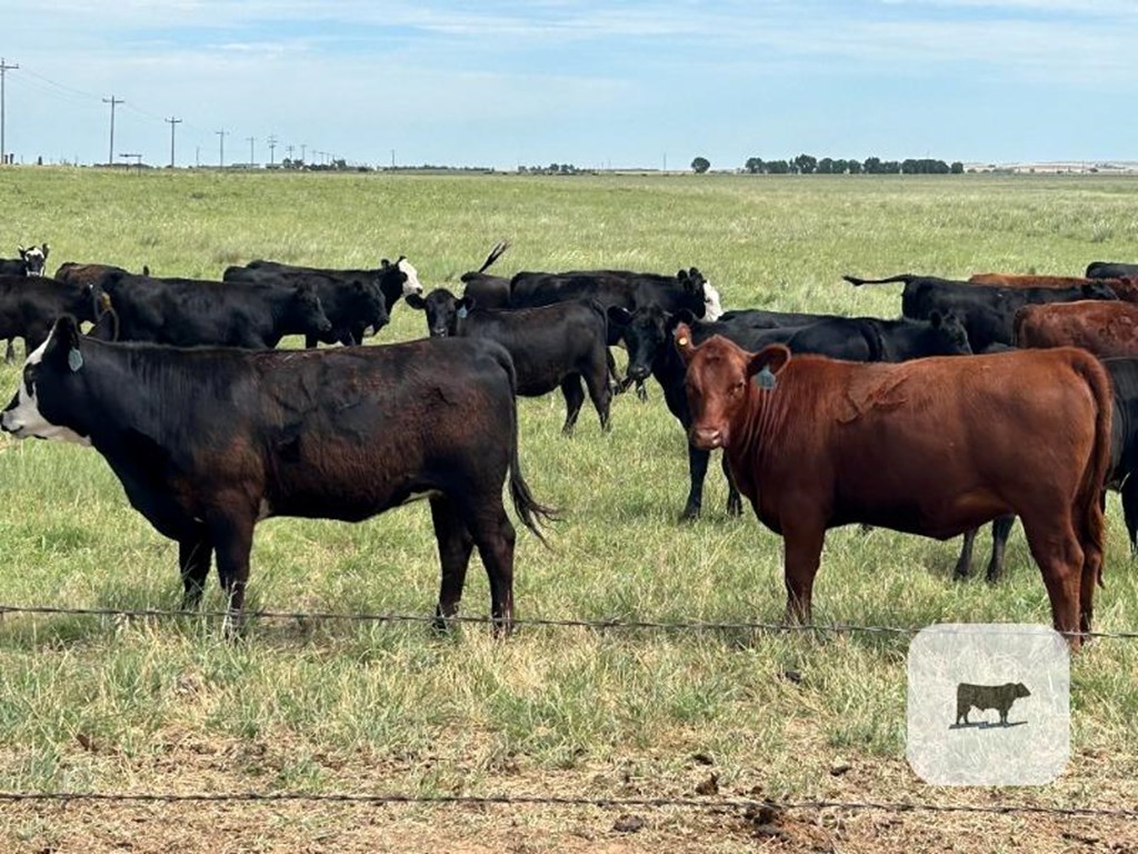 Cattle Range Listing Photo