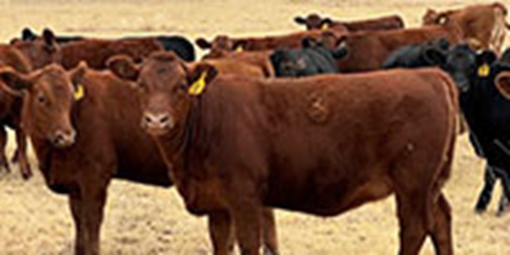 50 Angus & Red Angus Rep. Heifers... TX Panhandle