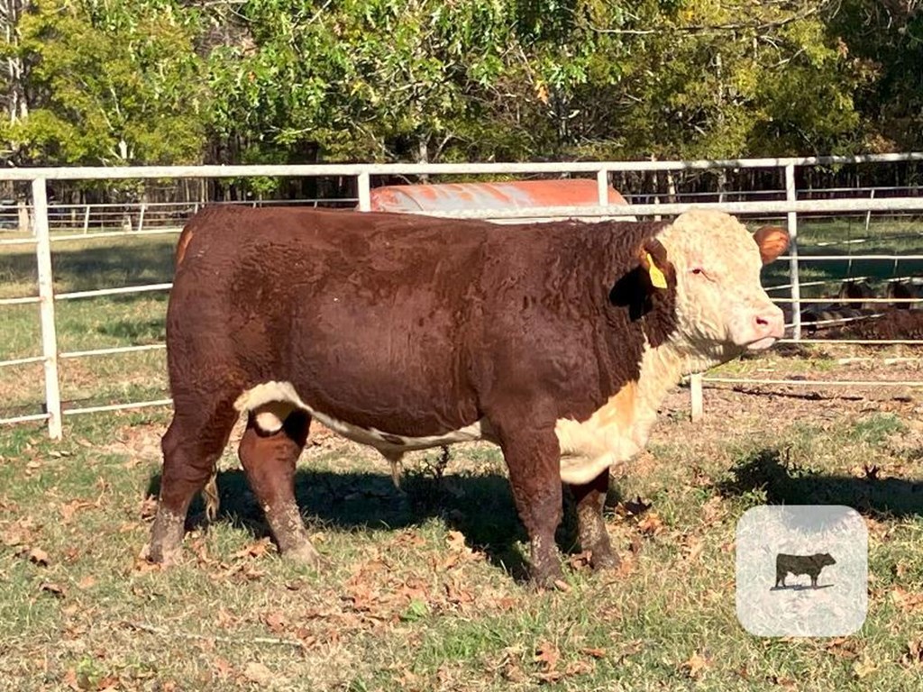 Cattle Range Listing Photo