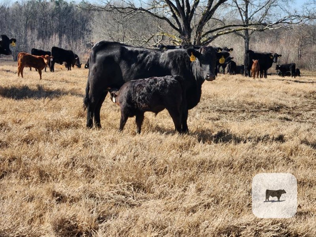 Cattle Range Listing Photo