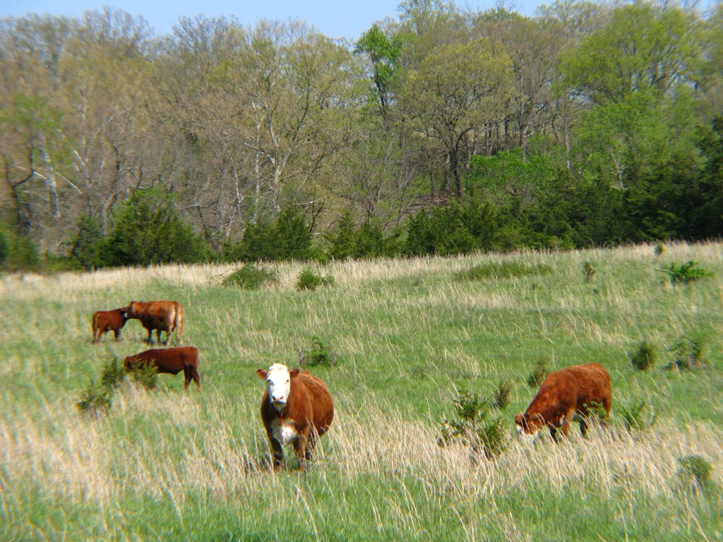 A Toxic Grass that Threatens a Quarter of US Cows is Spreading