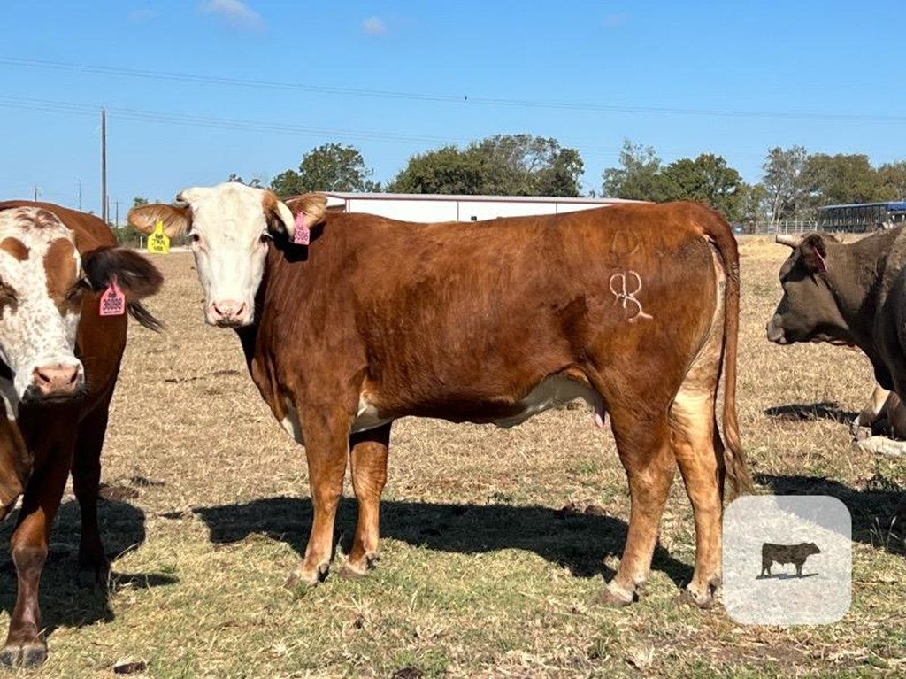 Cattle Range Listing Photo