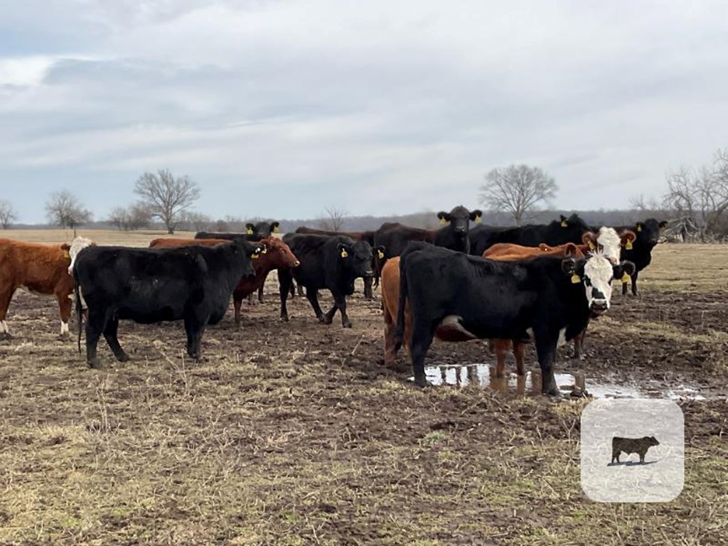 Cattle Range Listing Photo