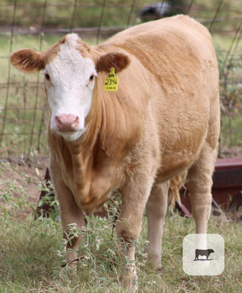 Cattle Range Listing Photo