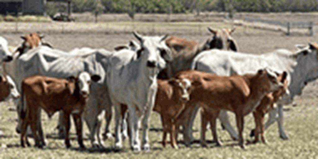 60 Brahman Cows & 1st-Calf Heifers w/ 35+ Calves... South TX