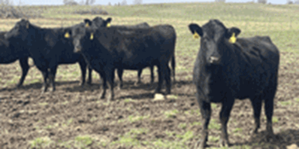 55 Angus & BWF Cows... Southwest MO (2)