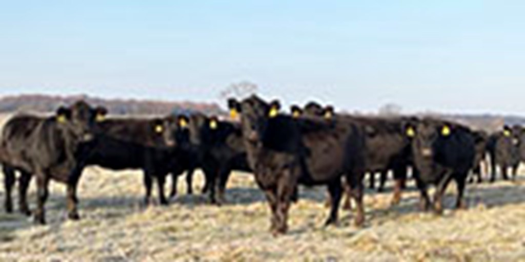 40 Angus & Black Baldy Cows... Southwest MO