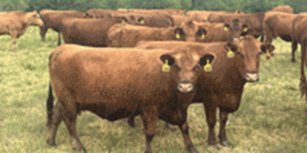 70 Red Angus & RWF Cows... Southwest MO