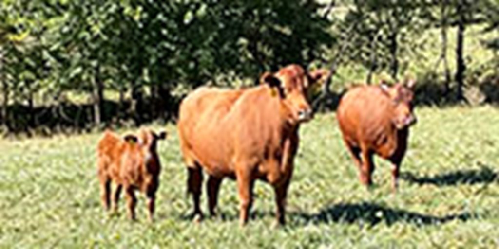 15 Red Angus & RWF Pairs... Southwest MO