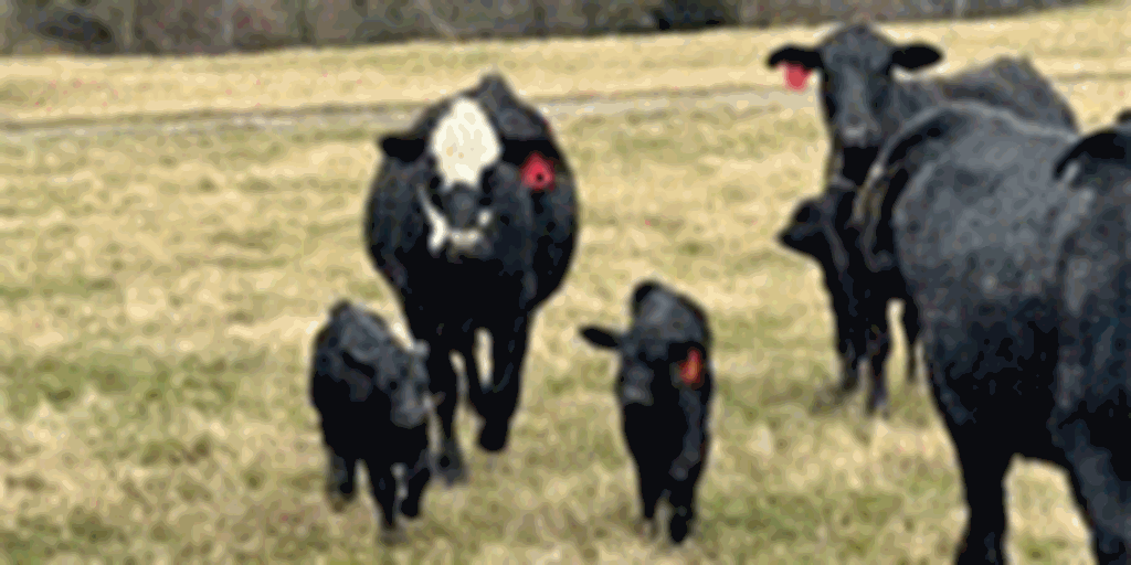 25 Angus & BWF 1st-Calf Heifers w/ 12+ Calves... Western KY