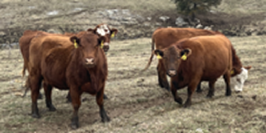 25 Red Angus & RWF Cows... Southwest MO
