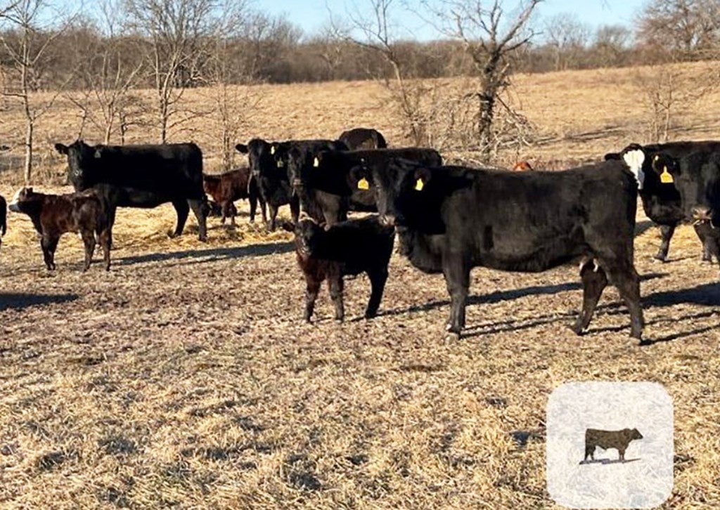 CattleFax Forecasts Continued Strong Demand for Beef and Higher Cattle Prices