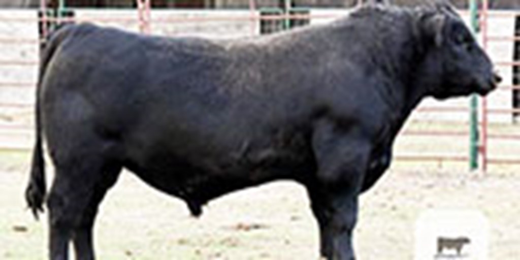 8 Reg. Angus Bulls... S. Central TX