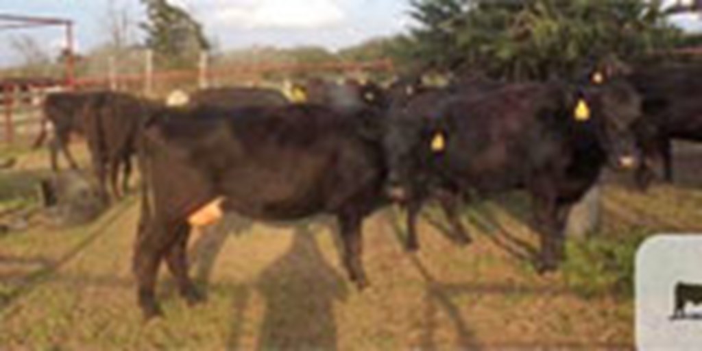 20 Angus Cows w/10+ Calves... Central TX