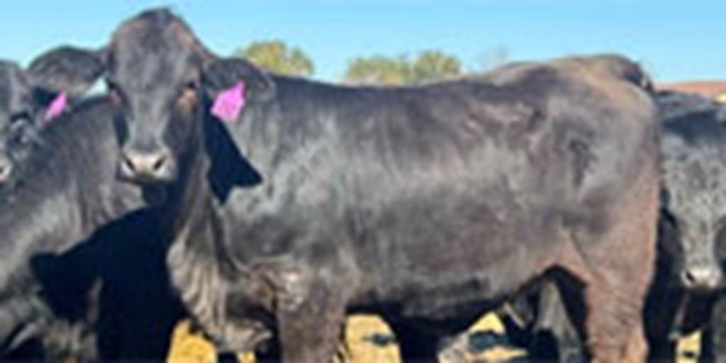 20 Angus Rep. Heifers... Northeast TX