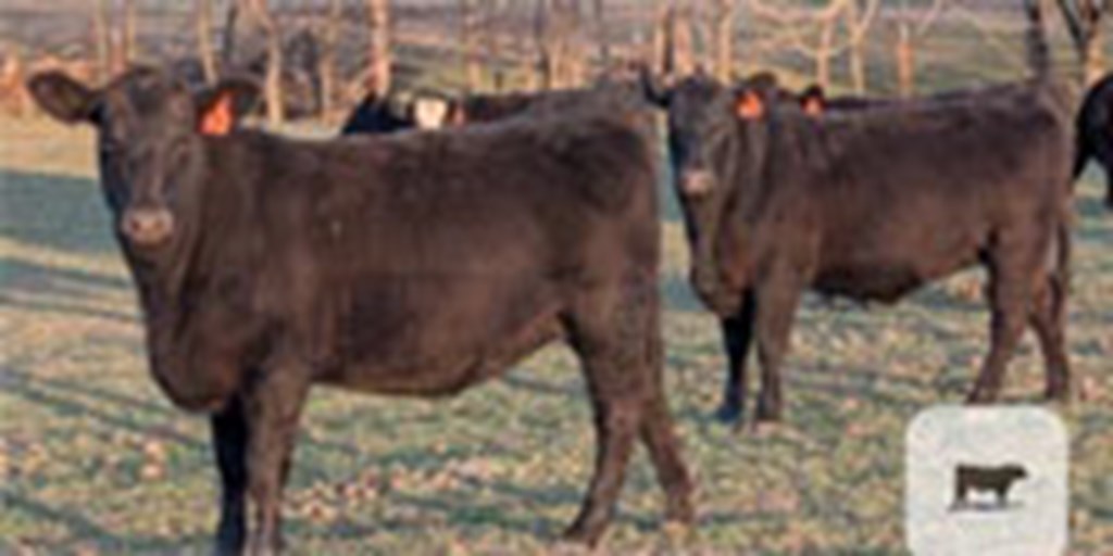 31 Angus Bred Heifers... Northeast OK