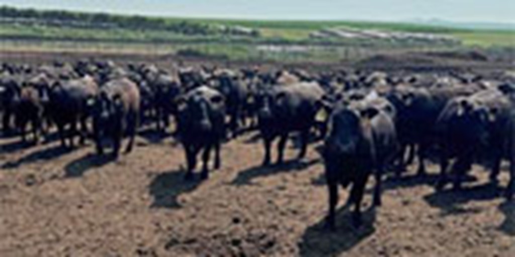 132 Angus Cows... S. Central ND