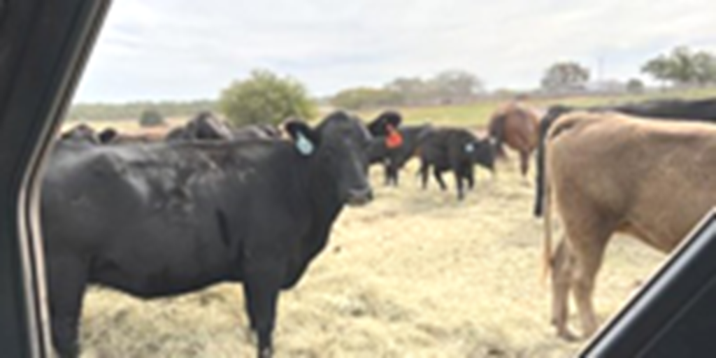50 Mixed Breed/Crossbred Cows... Southwest OK