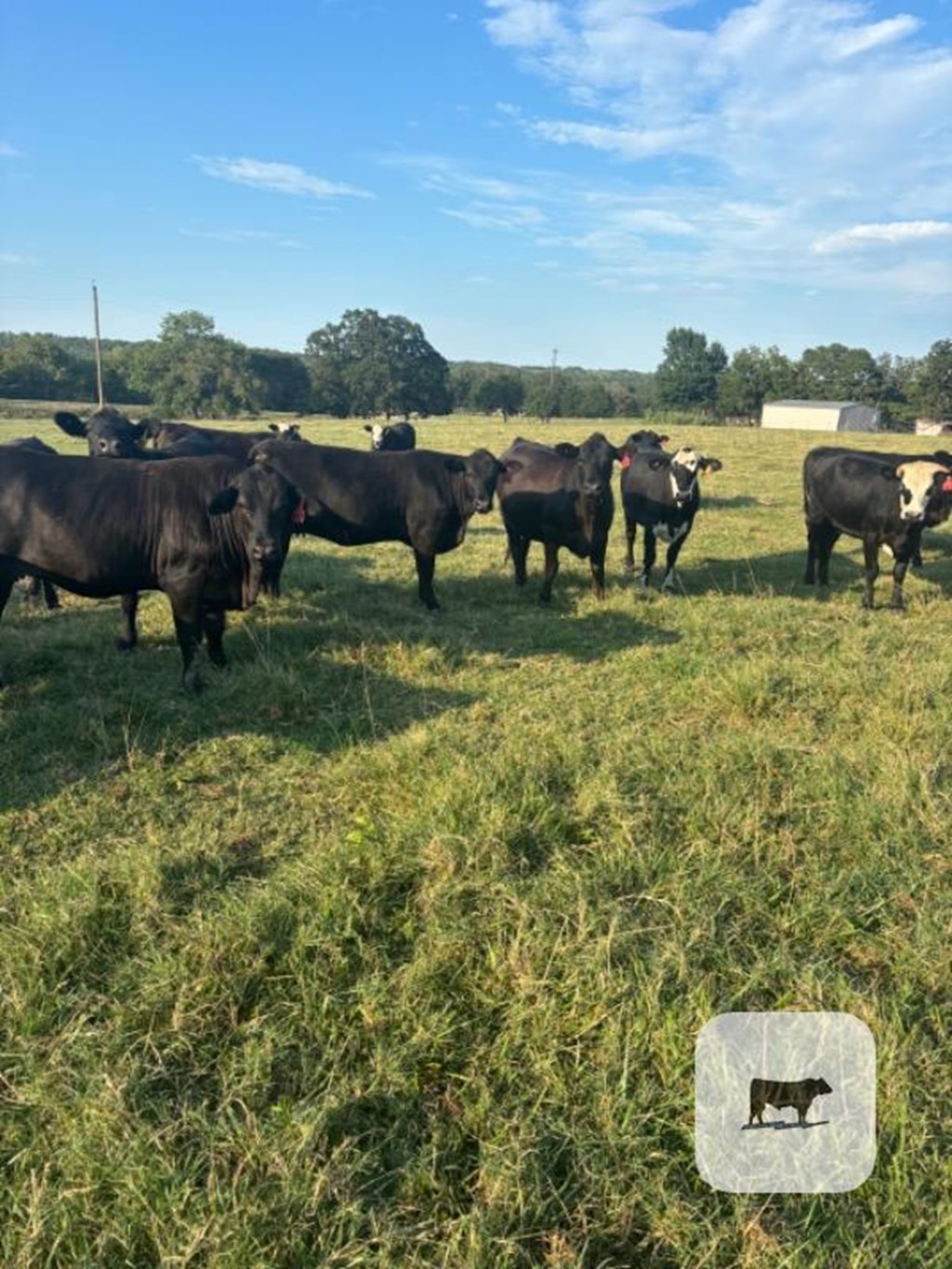 Cattle Range Listing Photo