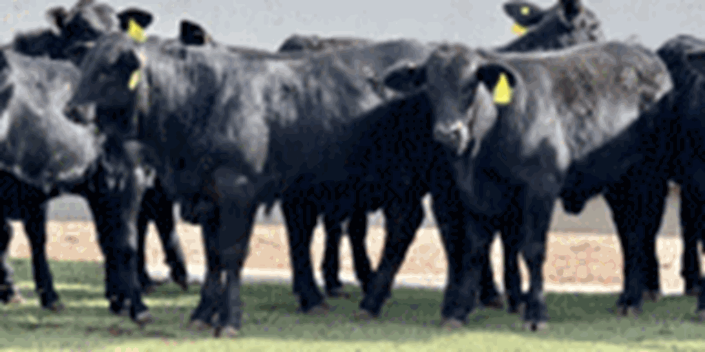100	Braford, Brangus, Beefmaster, Brangus Baldy, & Santa Gertrudis Rep. Heifers... Central TX