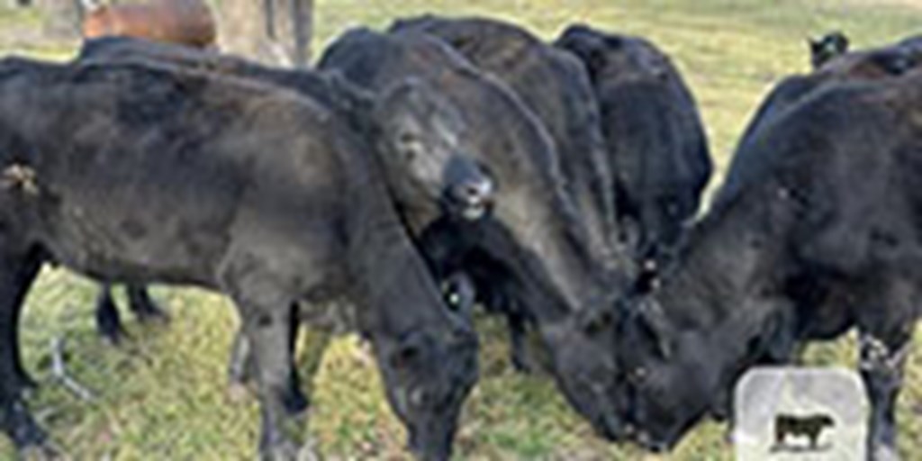 8 Angus 1st-Calf Pairs... Central TX