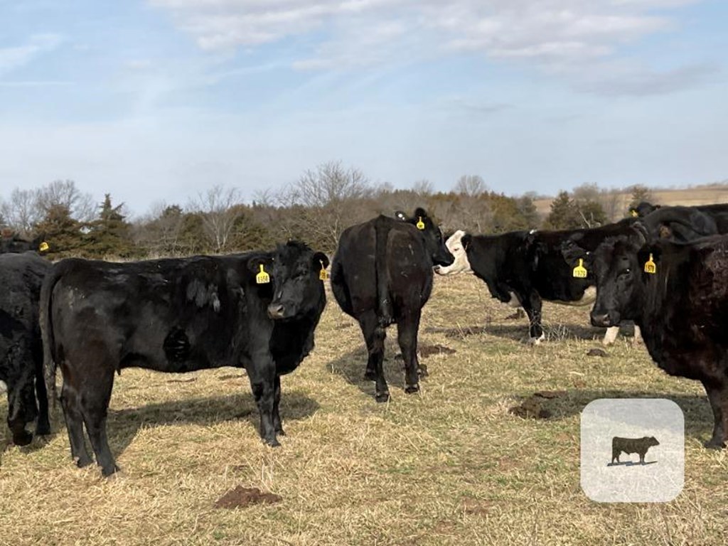 Cattle Range Listing Photo