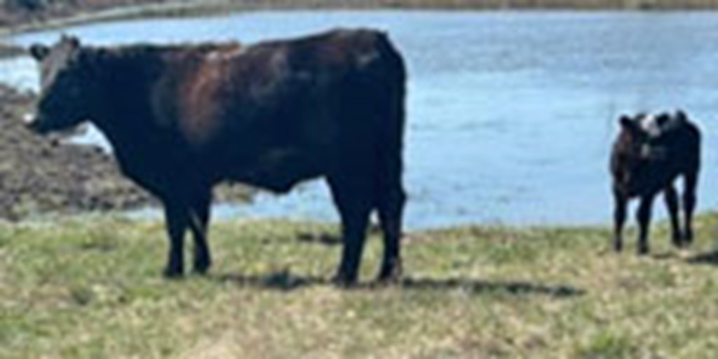 75 Angus & Angus Cross Cows w/ 35+ Calves... Northeast OK