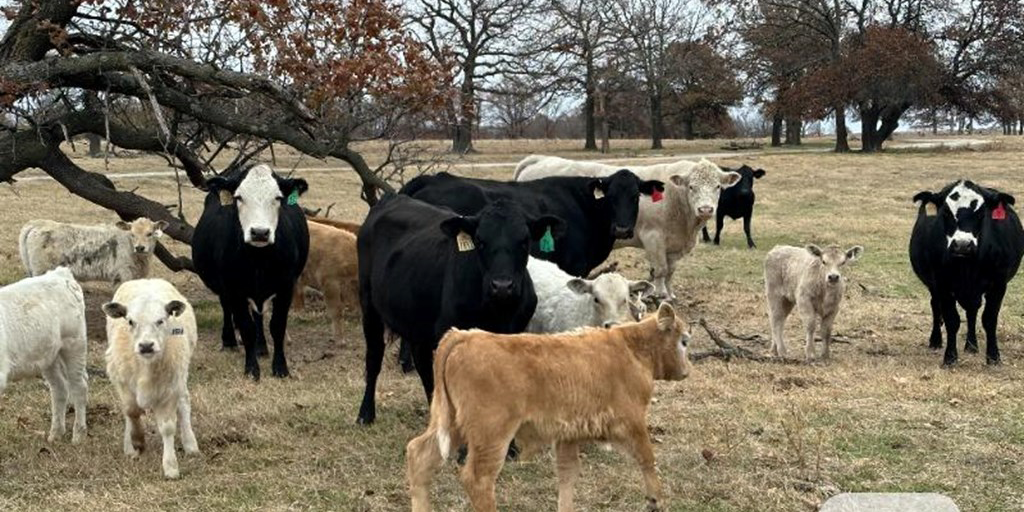 53 Angus Cross 2nd-Calf Cow & Calf Pairs... Northeast OK