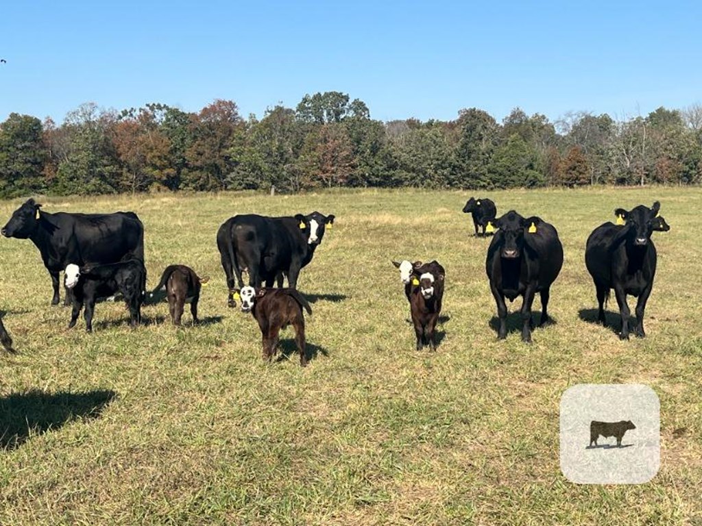 Cattle Range Listing Photo