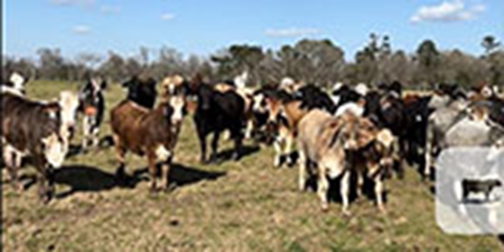 113	Brahman Cross Rep. Heifers... Southeast AL