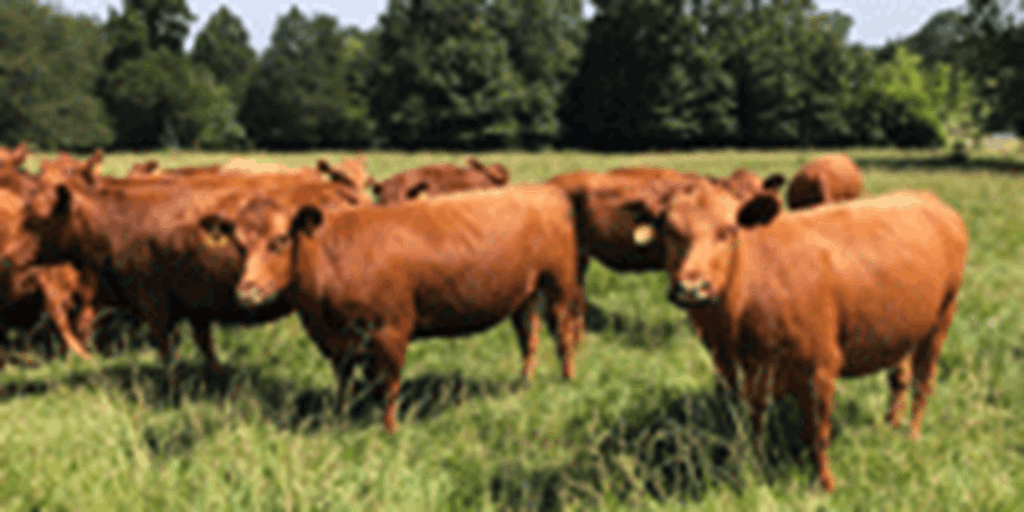 250 Red Angus Cows... Northeast AR