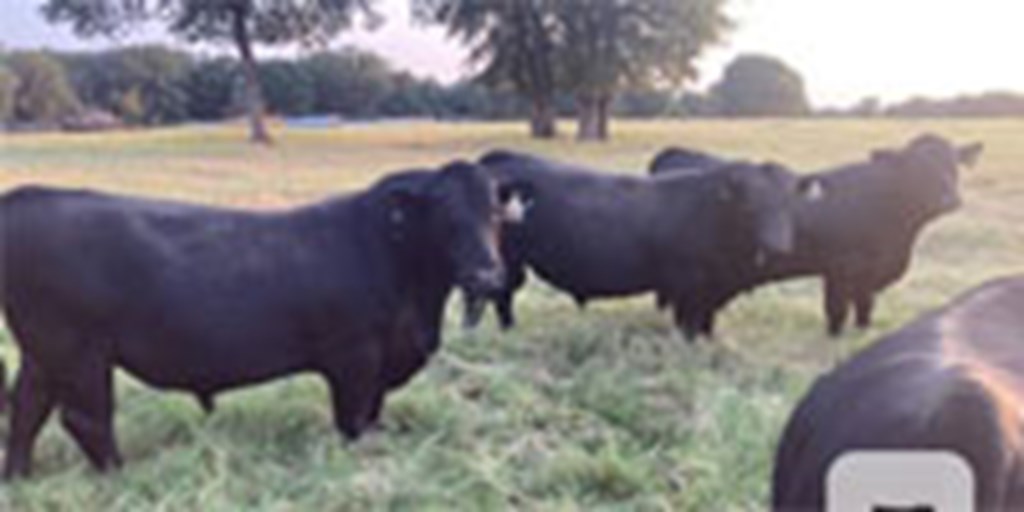 8 Reg. Angus Bulls... North TX