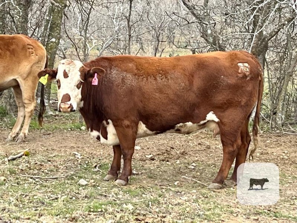 Cattle Range Listing Photo