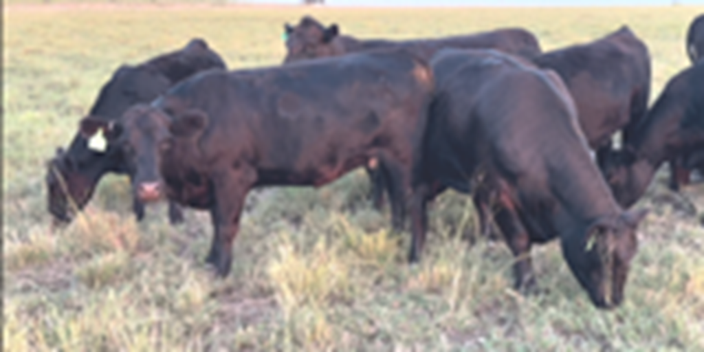 14 Angus Bred Heifers... Central TX