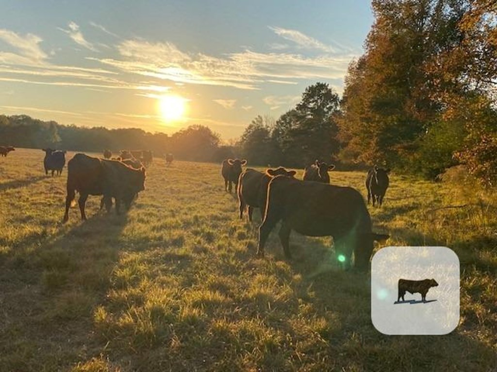 Cattle Range Listing Photo