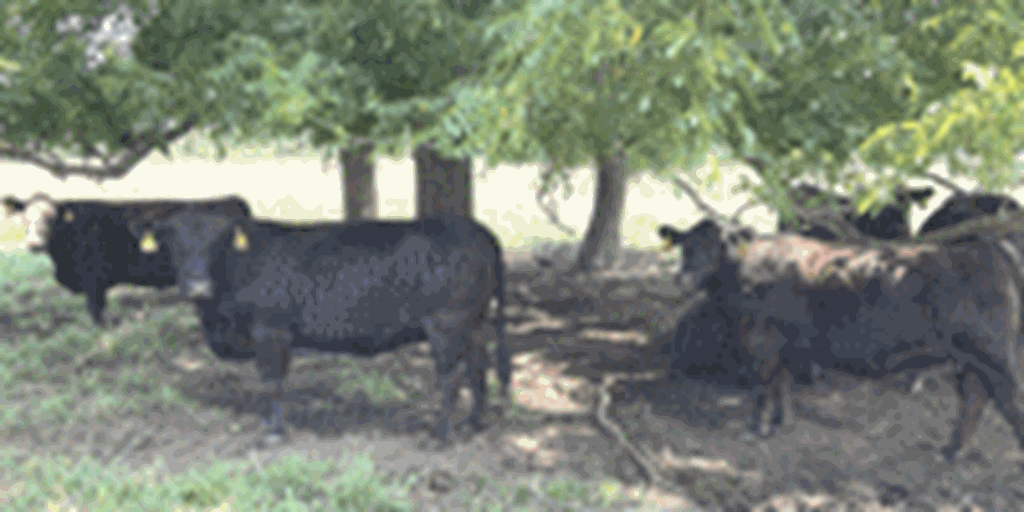 42 Angus & 'BWF' Cows... Southwest MO