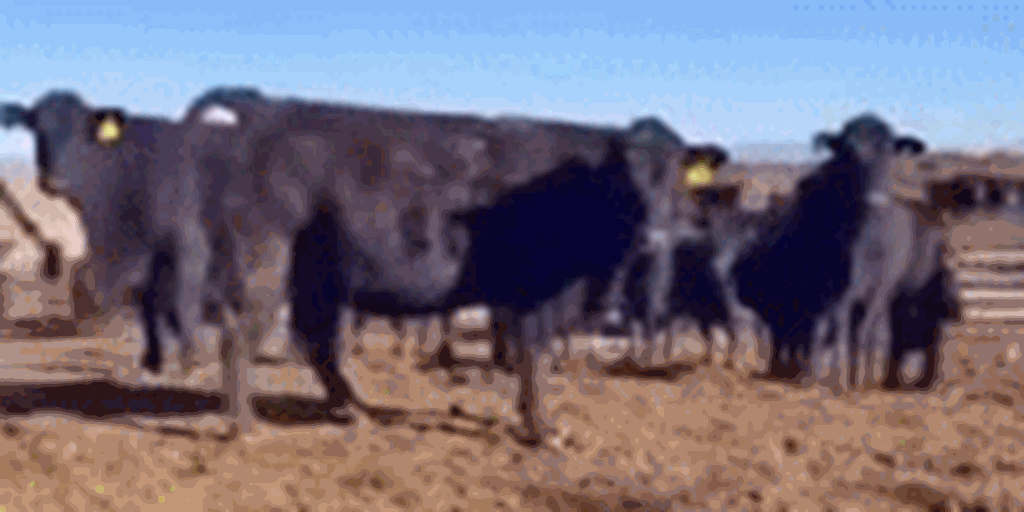 160 Simmental/Angus Cows... W. Central Utah