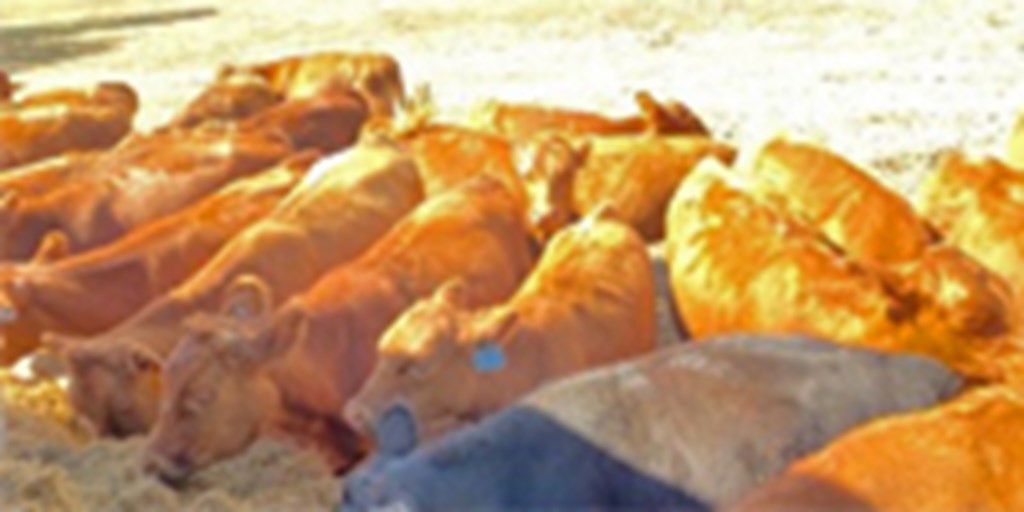 9 Red Angus 2nd-Calf Cows... N. Central AR