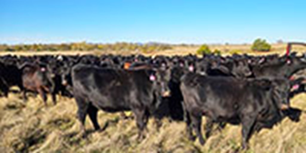 160 Angus Bred Heifers... Southwest OK