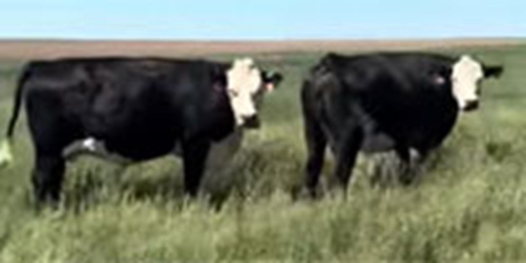 30 Angus, Red Angus & Black & Red Baldy Cows... TX Panhandle