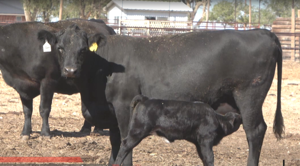 Cattle Range Listing Photo