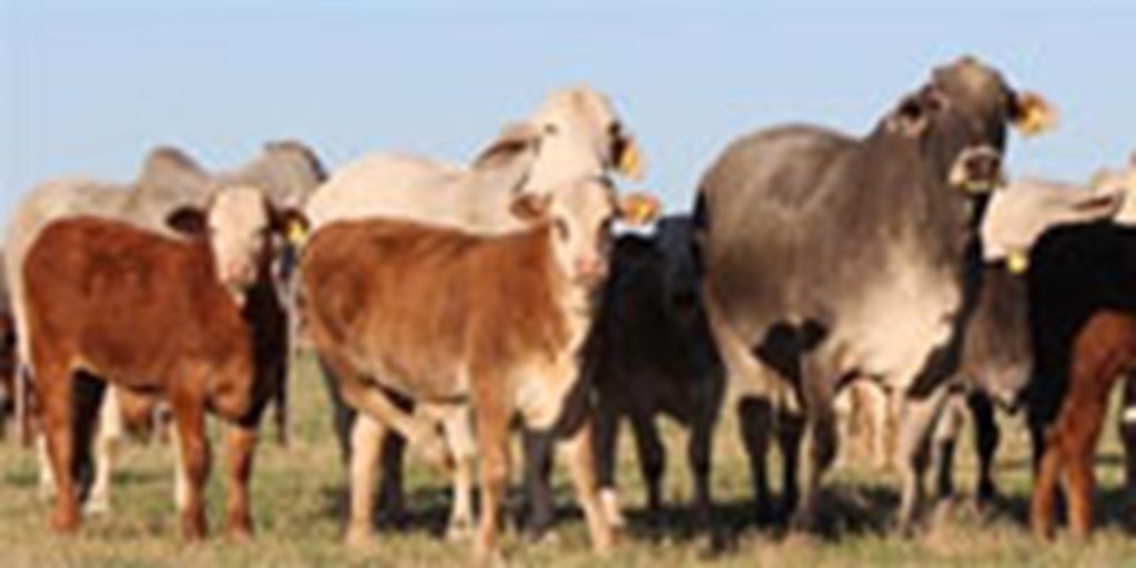 22 Brahman Pairs... North TX