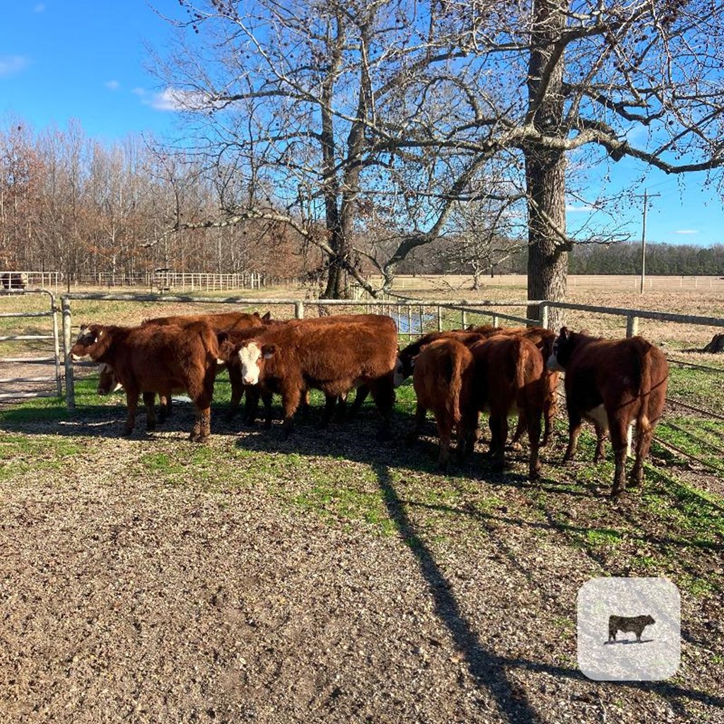 Cattle Range Listing Photo