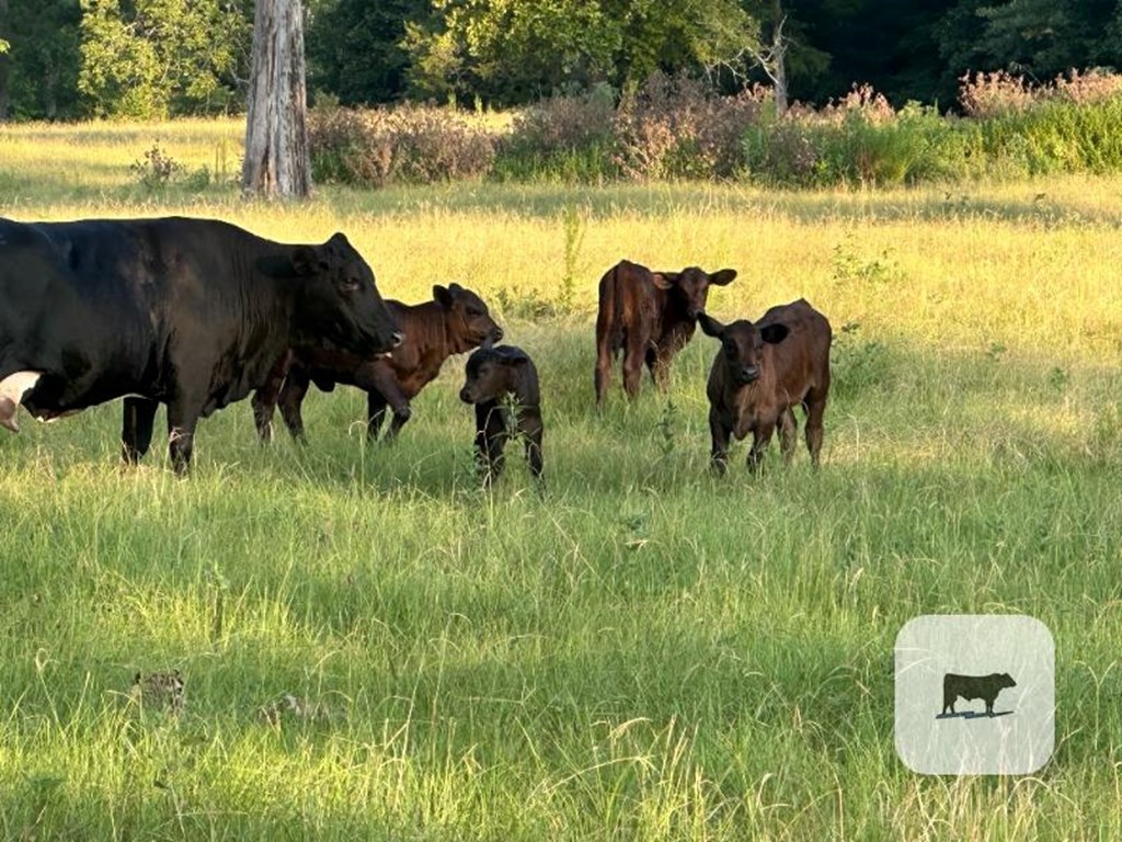 Cattle Range Listing Photo