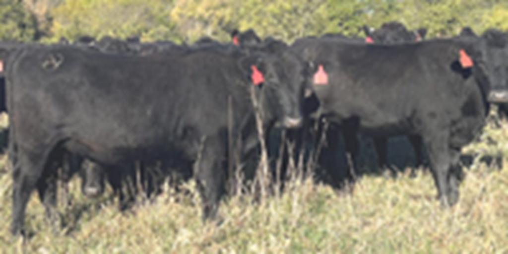 142 Angus/Wagyu Bred Heifers... Southwest MO