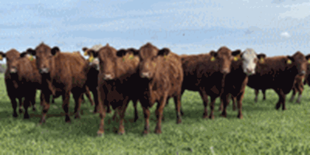 50 Red Angus & RWF Cows... Southwest MO