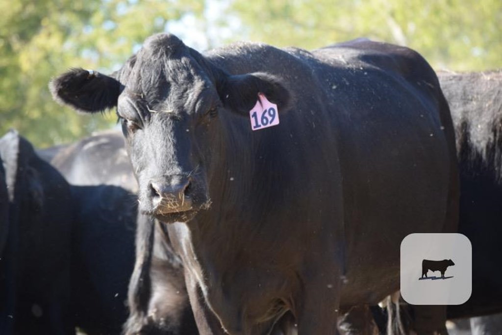 Cattle Range Listing Photo