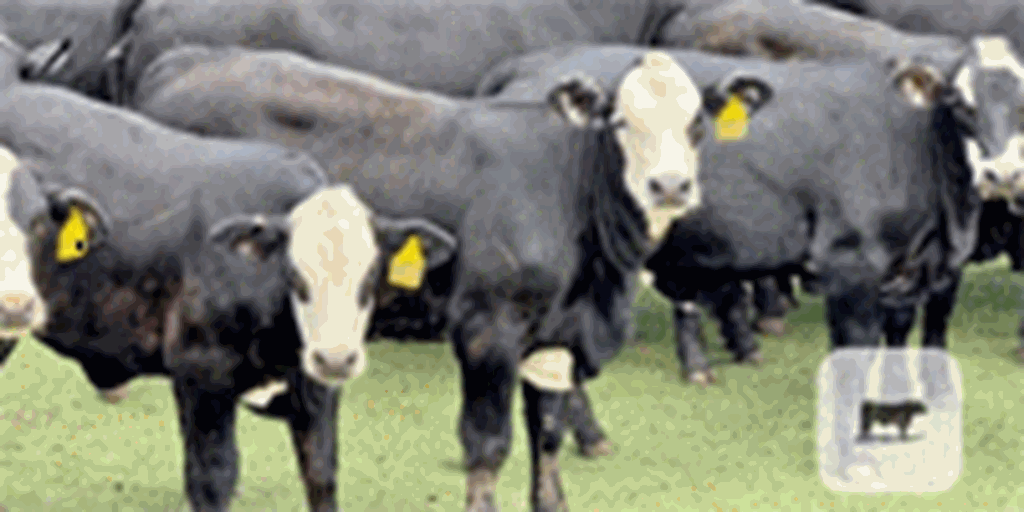 175 Brangus BWF Rep. Heifers... Central TX