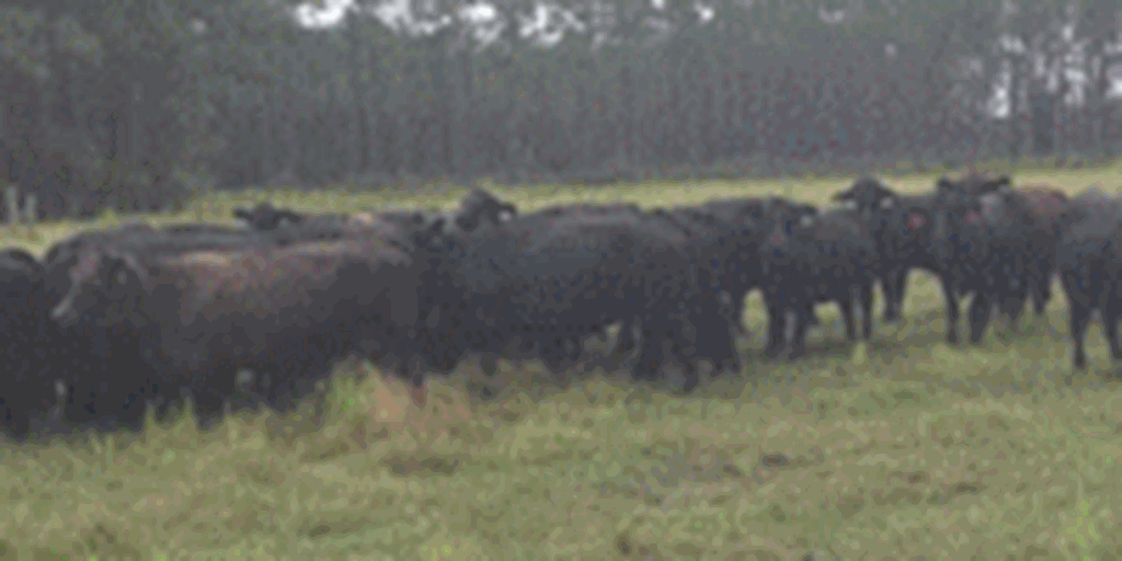 300	Angus Cross Cows... Northern FL